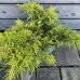 Juniperus x Media (Borievka prostredná) ´PFITZERIANA AUREA´ - kont. C5L, ⌀ 30-60 cm 